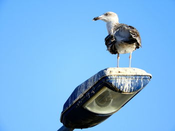 Seagull perching on a bird