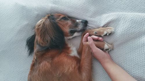 High angle view of a dog on bed