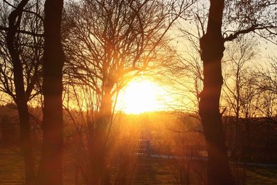 Sun shining through bare trees