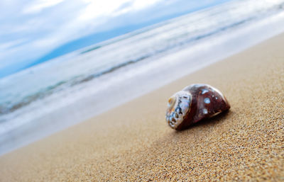 Close-up of crab on sand at beach against sky