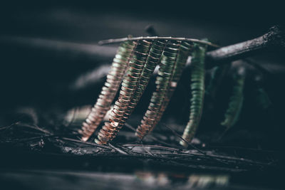 Close-up of grasshopper on rusty metal