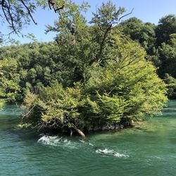 Tree by river in forest