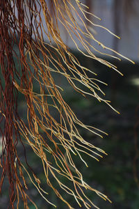 Close-up of plant against sky at sunset