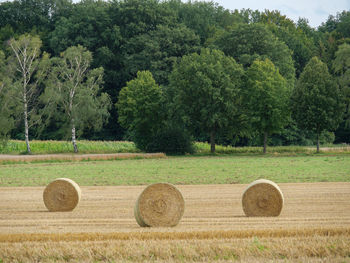 Fields and meadows near winterswijk in the netherlands