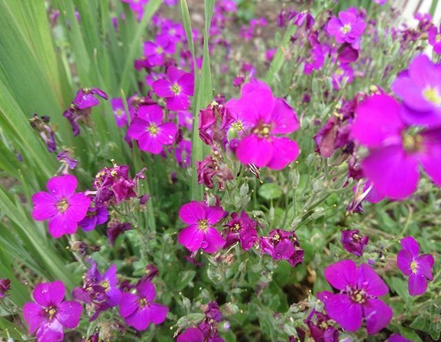 CLOSE-UP OF PINK FLOWERS BLOOMING