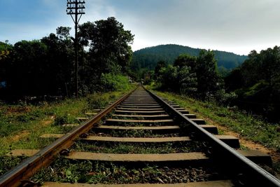 View of railroad tracks along trees