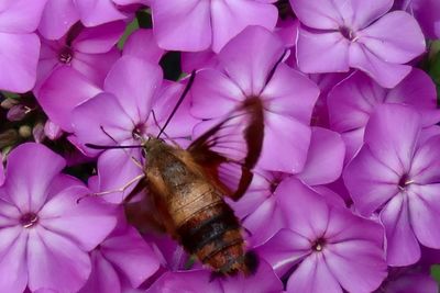 Close-up of insect on pink flowering plant