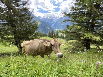 Cows in a field