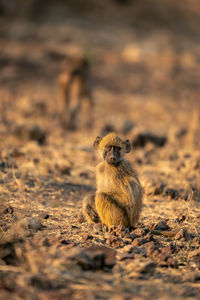 Close-up of squirrel on field