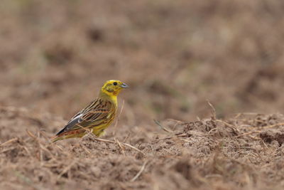 Eurasian siskin bird