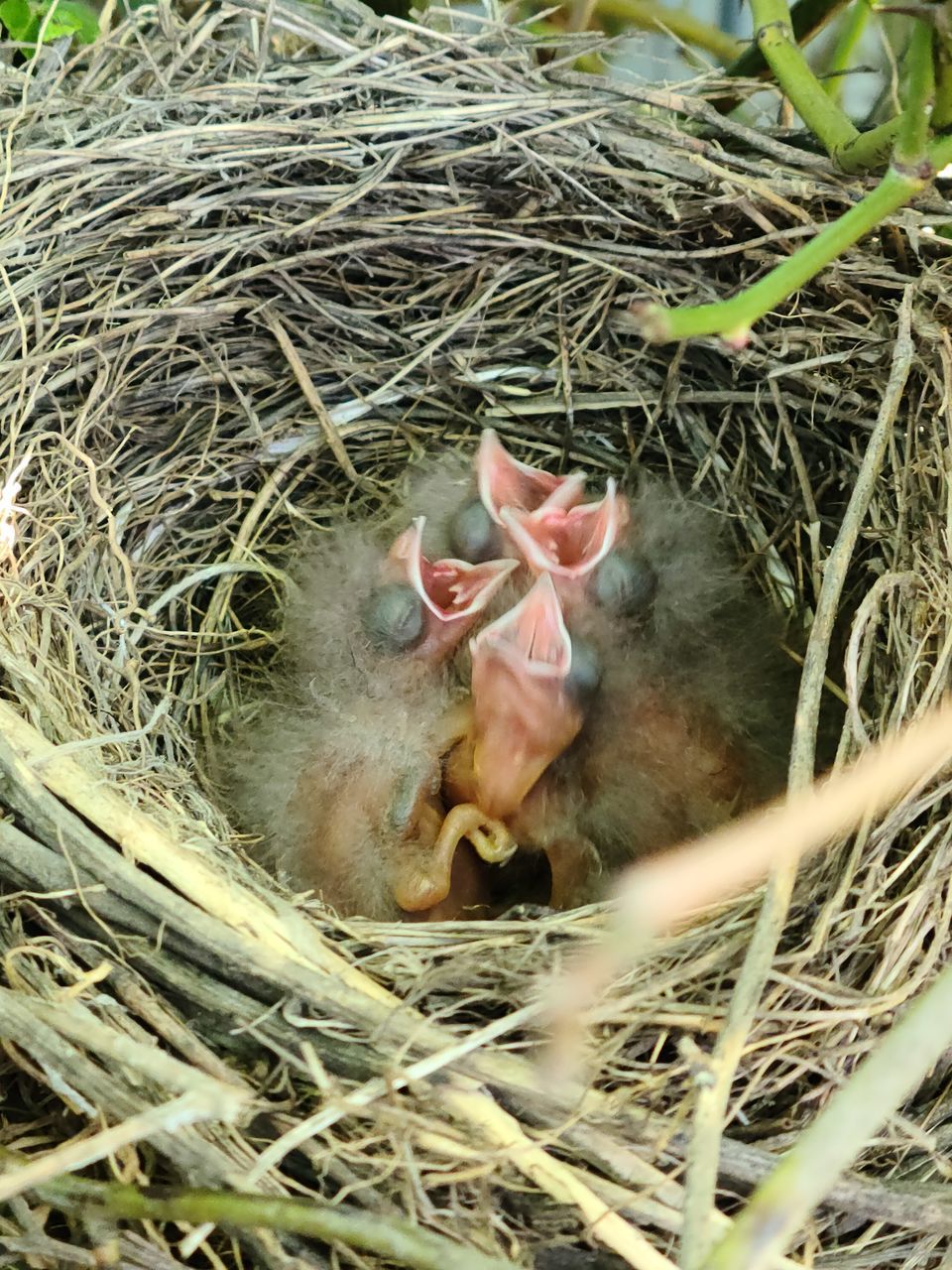 nest, bird nest, animal nest, animal themes, animal, plant, high angle view, nature, young animal, bird, wildlife, day, young bird, beginnings, animal wildlife, no people, grass, hay, branch, outdoors, group of animals, mammal, straw, relaxation