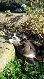 Close-up of cat in grass