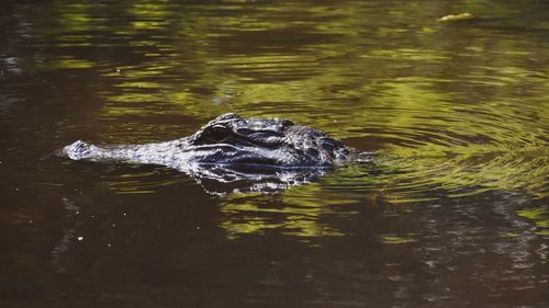 Duck swimming in lake