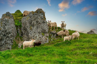 Sheep grazing in a field