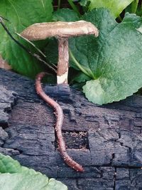 Close-up of mushroom growing on wood