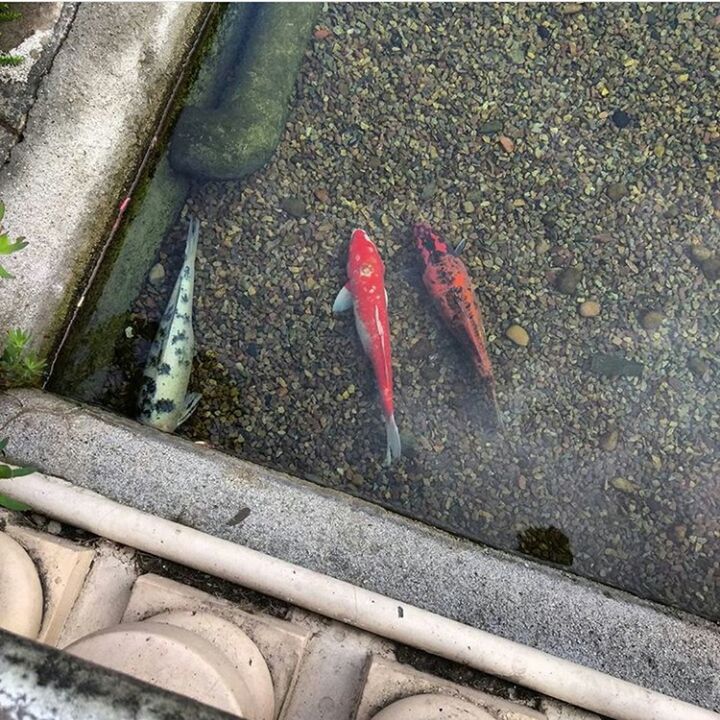 HIGH ANGLE VIEW OF RED CRAB