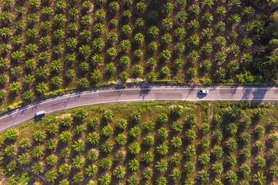 High angle view of road amidst trees on field