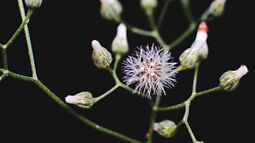 Close-up of white flowering plant