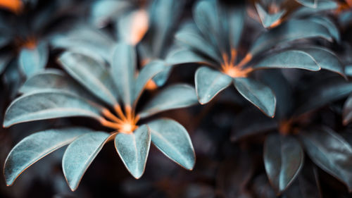 Close-up of wet plant