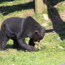 Animal grazing on grassy field