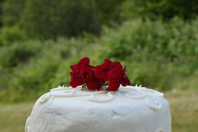 Close-up of red cake