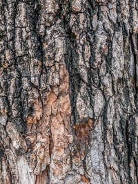 Close-up of tree trunk