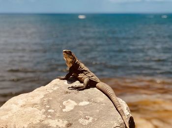 Lizard on rock in sea