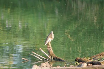 Bird on water