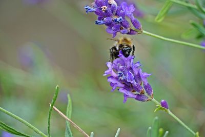 Close-up of bee pollinating on purple flower