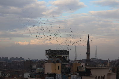 Birds flying over buildings in city