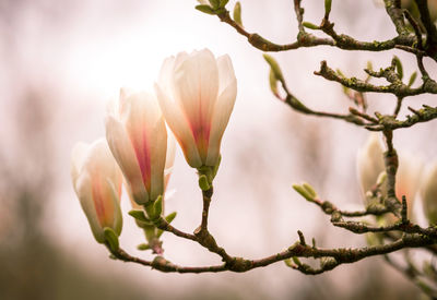 Close-up of pink flowering plant