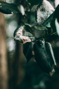 Close-up of food on plant