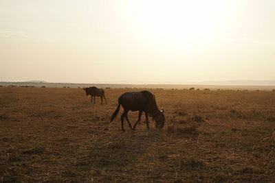 Horses grazing in a field