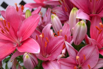 Close-up of pink flowering plants