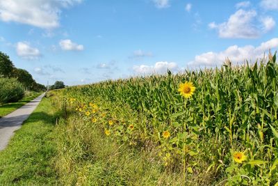 Yellow flowering plants on field against sky