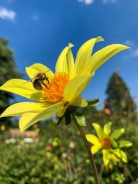 Close-up of insect on yellow flower