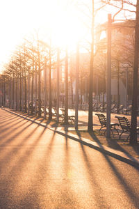 View of bare trees in sunlight