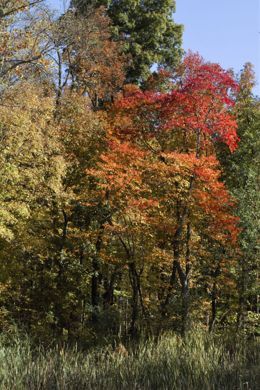 TREES GROWING IN FIELD