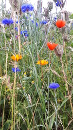 Close-up of purple crocus flowers on field