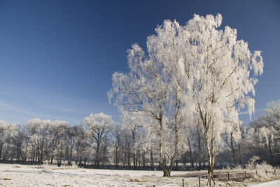 Trees on field against sky during winter