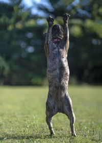 Close-up of a dog running on field