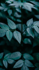 Close-up of leaves