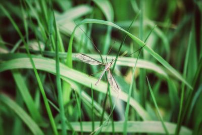 Close-up of insect on grass
