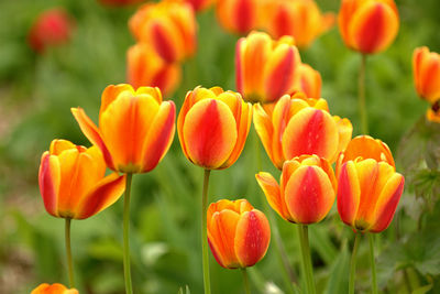 Close-up of orange flowers blooming outdoors