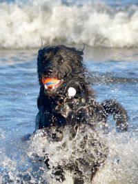 Close-up of dog in sea