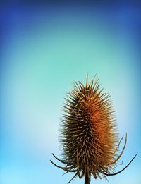 Close-up of thistle against clear blue sky