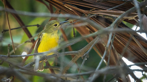 Close-up of bird perching on branch