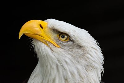 Close-up of eagle against black background