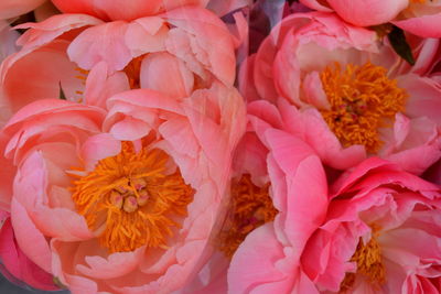 Full frame shot of pink flowering plant