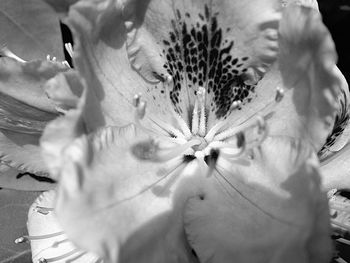 Close-up of flowers